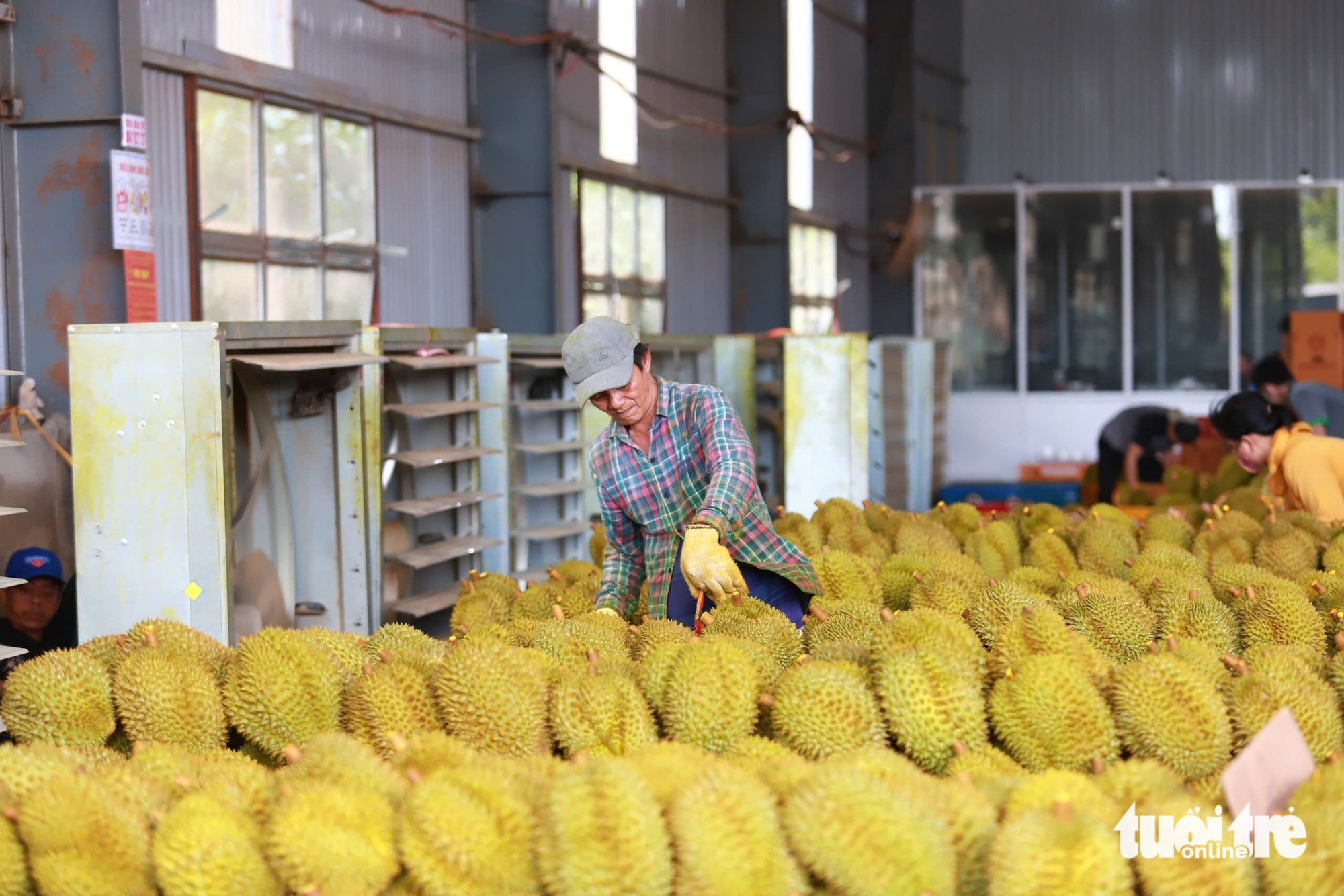 Gần 2.000 container sầu riêng bị ùn ứ, Đắk Lắk lên kế hoạch xây trung tâm kiểm nghiệm - Ảnh 2.