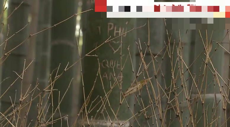 Rừng tre nổi tiếng Nhật Bản bị khắc chữ chi chít, có cả tiếng Việt- Ảnh 2. Rừng tre nổi tiếng Nhật Bản bị khắc chữ chi chít, có cả tiếng Việt- Ảnh 2.