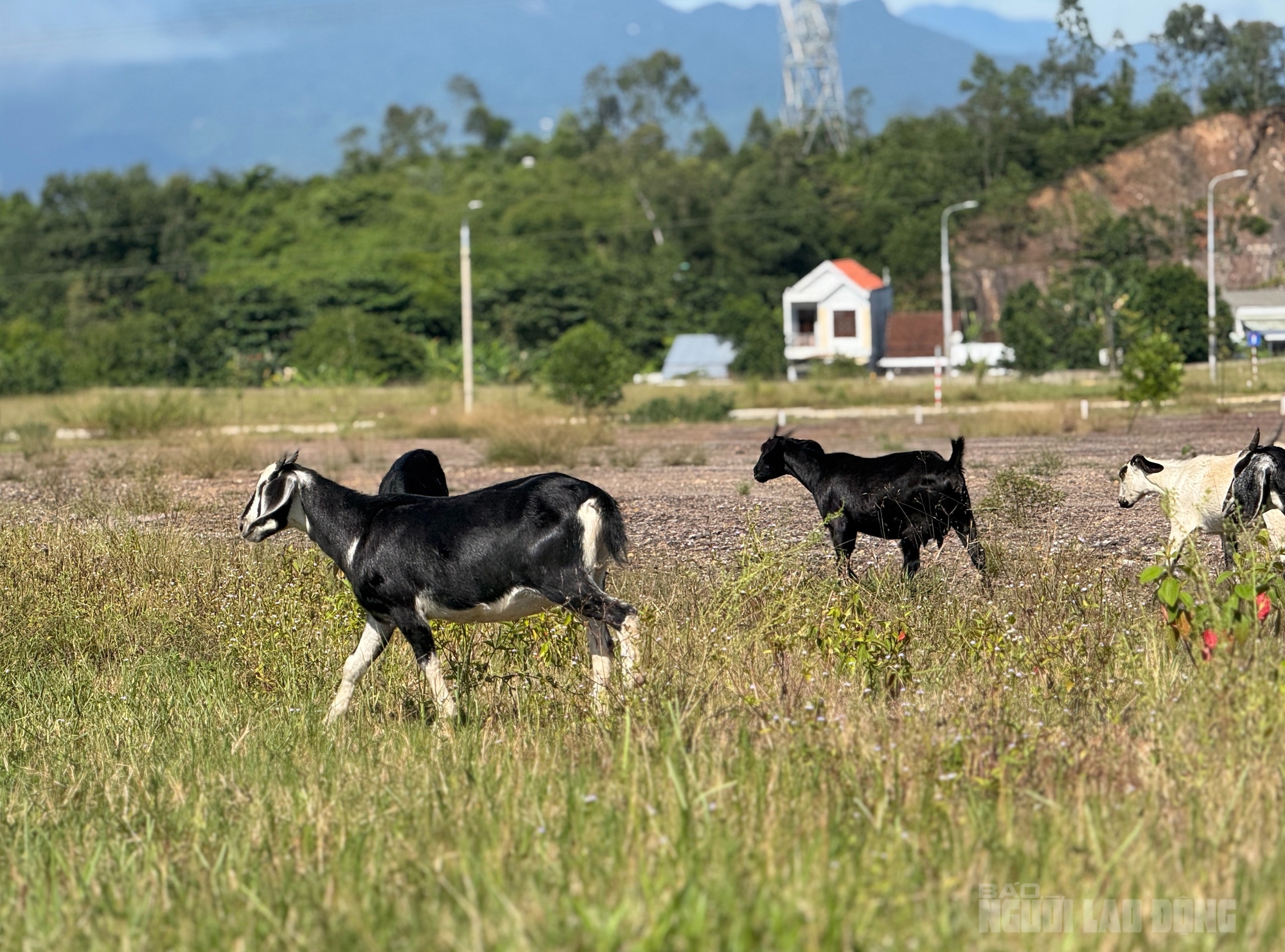 Cụm công nghiệp Cẩm Lệ Đà Nẵng đứng bánh vì vướng giá đất - Ảnh 3.