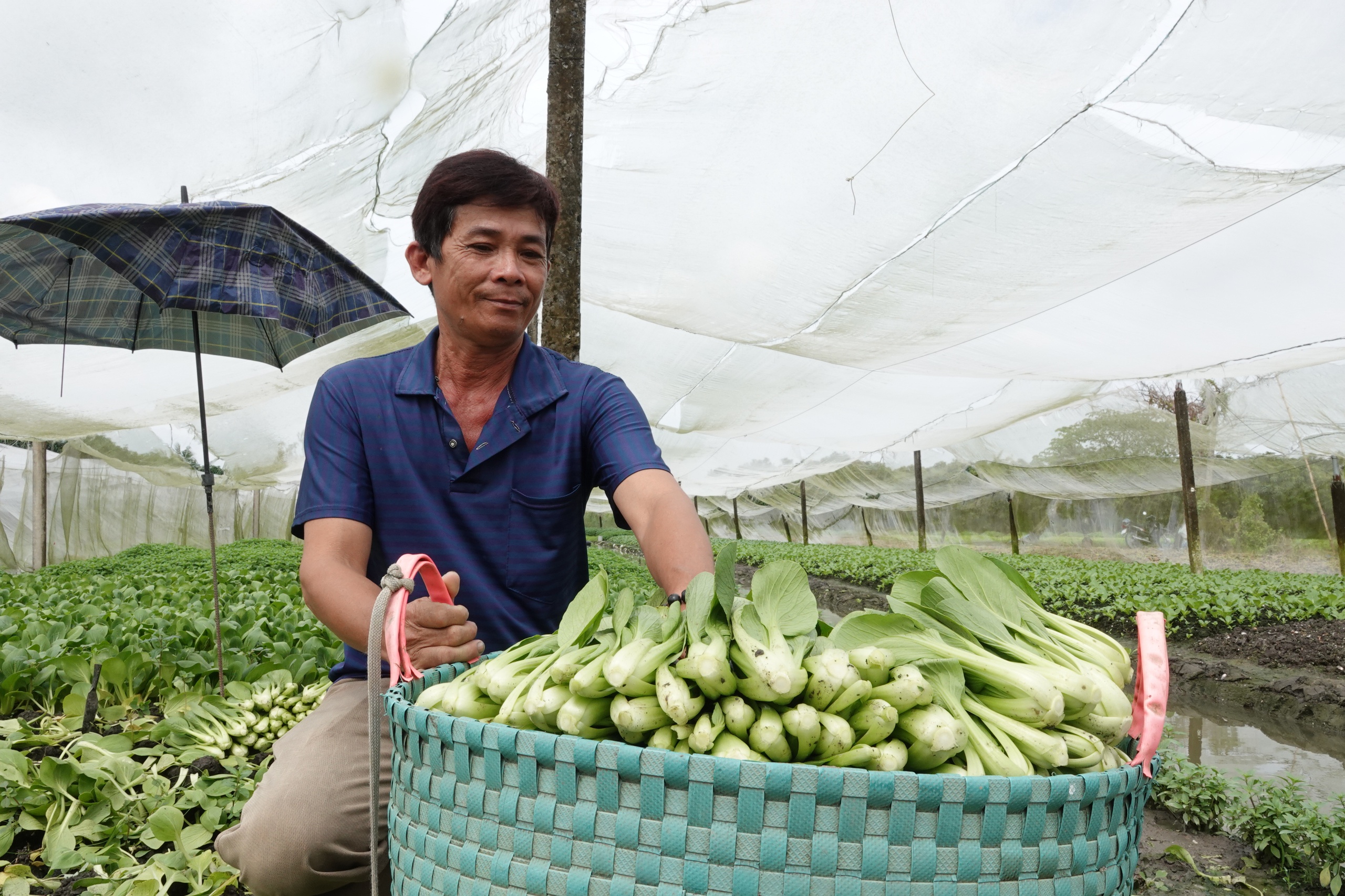 Trồng rau trong nhà lưới, nông dân miền Tây thu nhập hơn 20 triệu đồng/tháng- Ảnh 2. Trồng rau trong nhà lưới, nông dân miền Tây thu nhập hơn 20 triệu đồng/tháng- Ảnh 2.