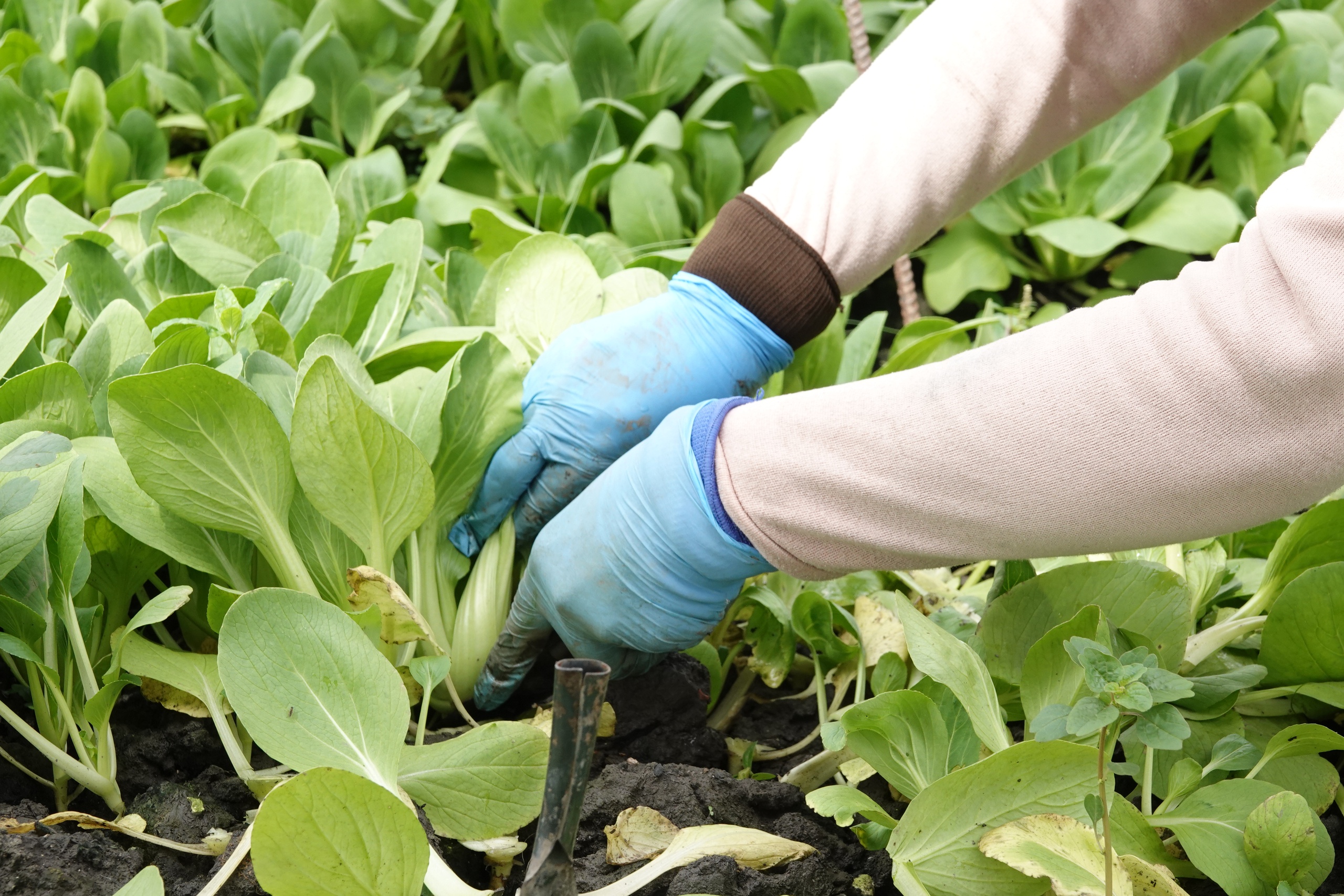 Trồng rau trong nhà lưới, nông dân miền Tây thu nhập hơn 20 triệu đồng/tháng- Ảnh 3. Trồng rau trong nhà lưới, nông dân miền Tây thu nhập hơn 20 triệu đồng/tháng- Ảnh 3.