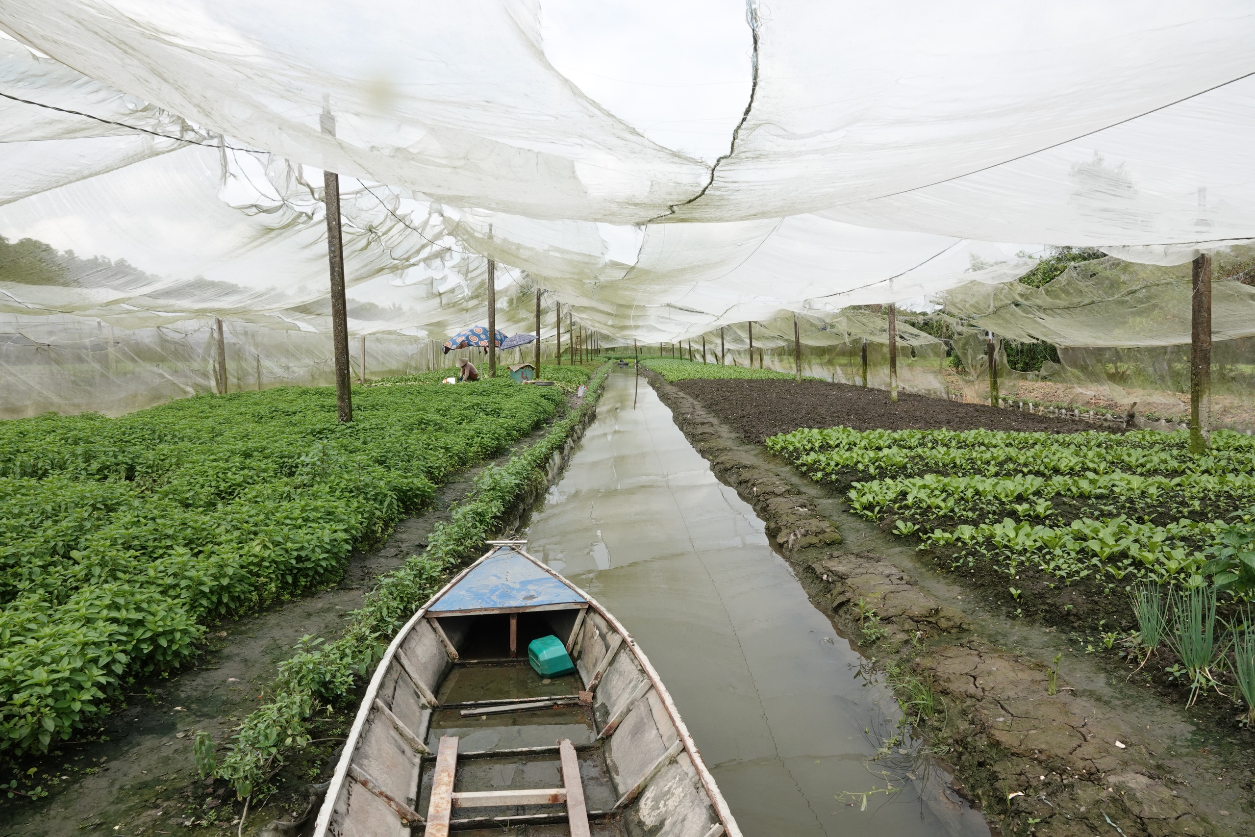 Trồng rau trong nhà lưới, nông dân miền Tây thu nhập hơn 20 triệu đồng/tháng- Ảnh 4. Trồng rau trong nhà lưới, nông dân miền Tây thu nhập hơn 20 triệu đồng/tháng- Ảnh 4.