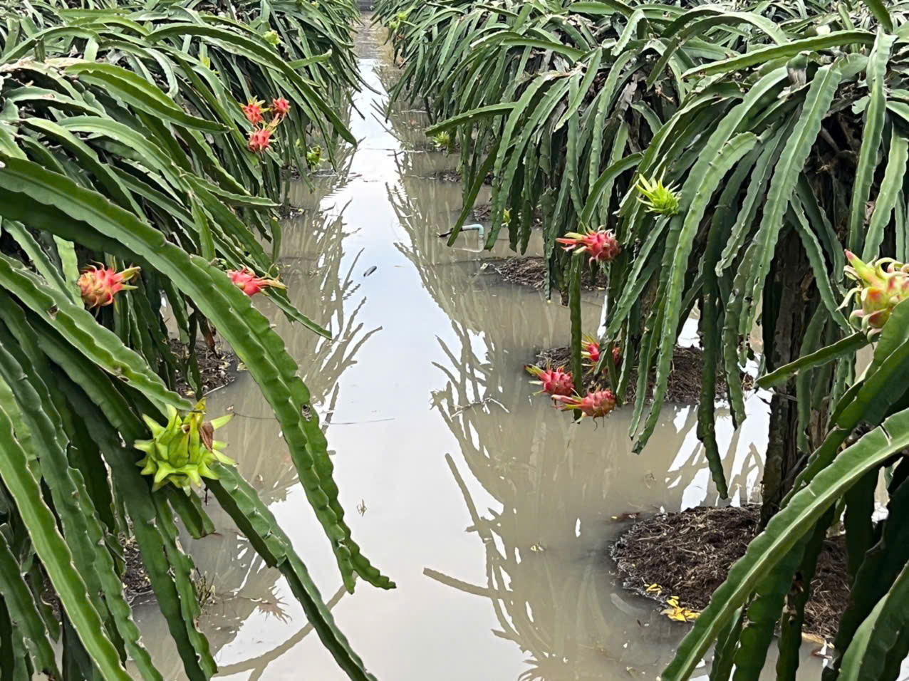 Cảnh báo khẩn cấp lũ tại Tây Ninh: Nguy cơ vỡ đê và ngập lụt - Ảnh 3.