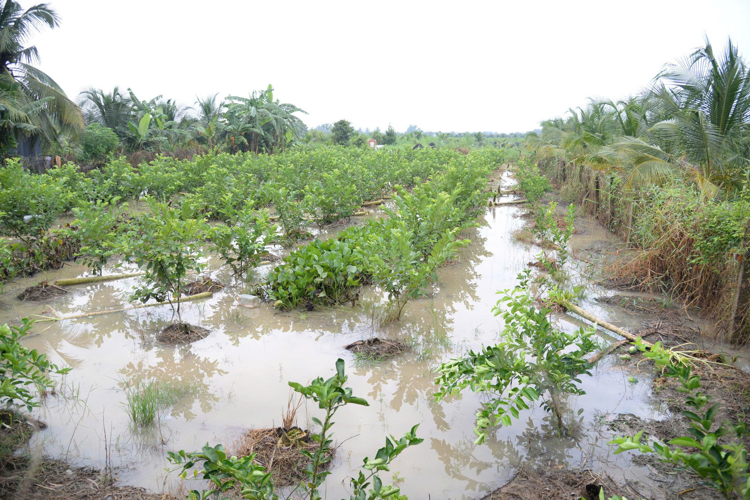 Tây Ninh có cảnh báo khẩn cấp về lũ - Ảnh 3.