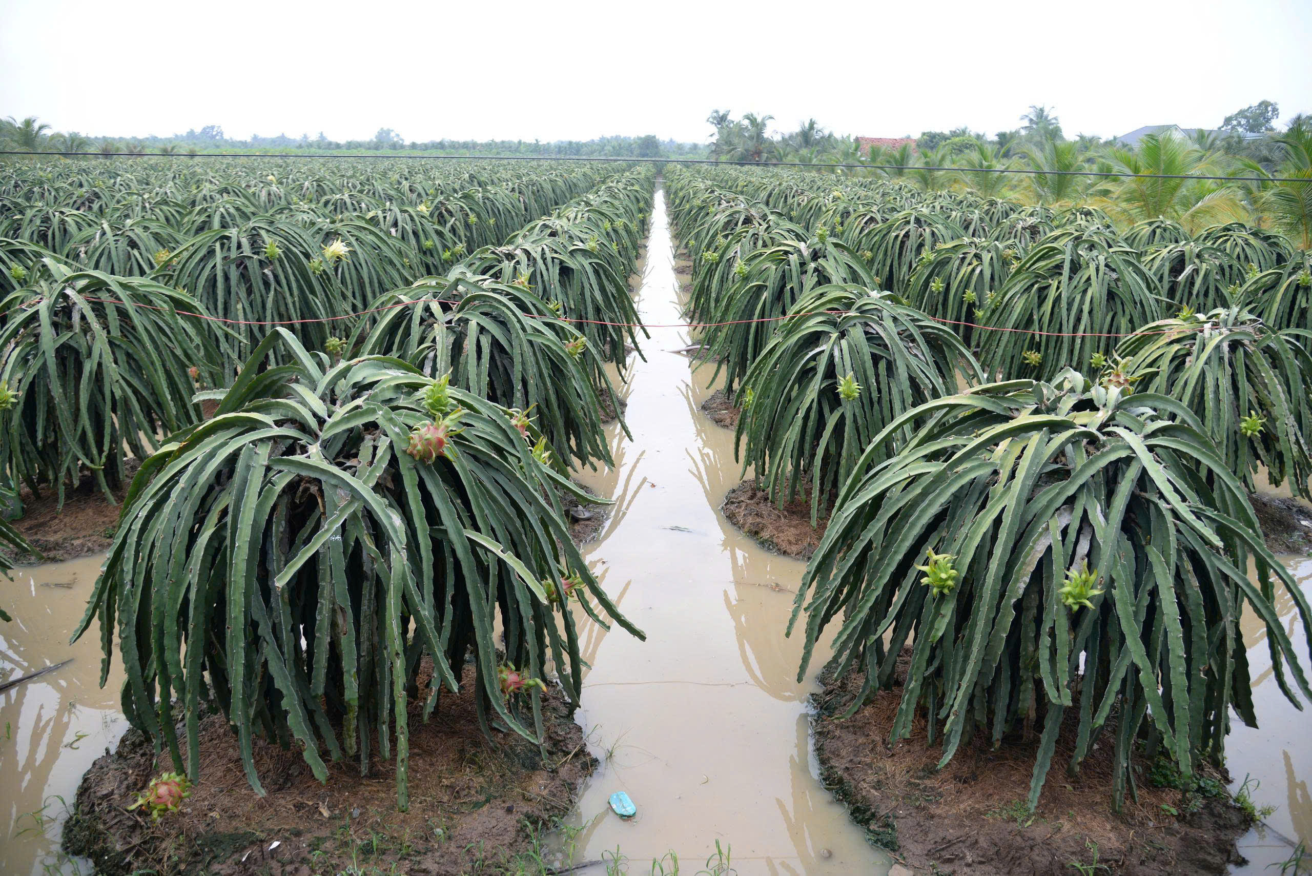 Tây Ninh có cảnh báo khẩn cấp về lũ - Ảnh 4.