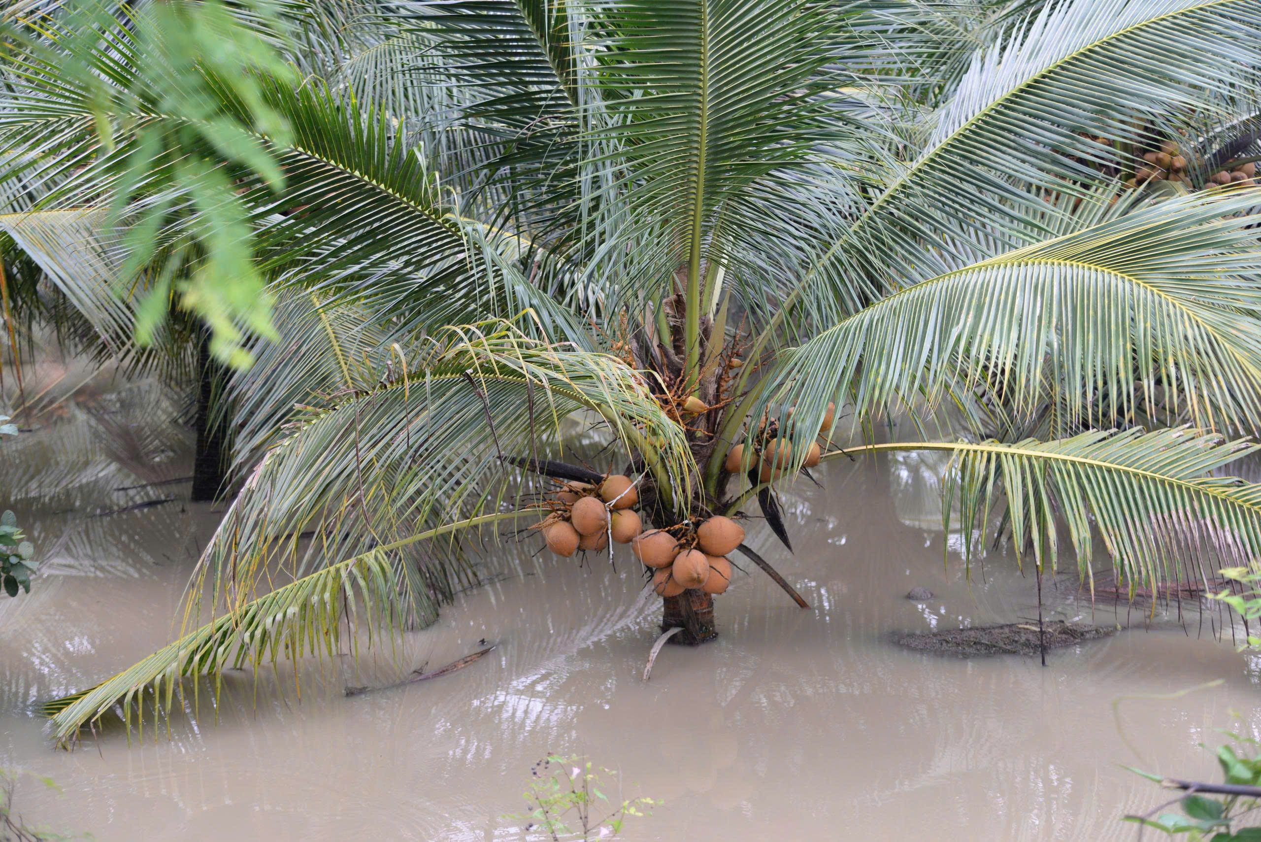 Tây Ninh có cảnh báo khẩn cấp về lũ - Ảnh 2.