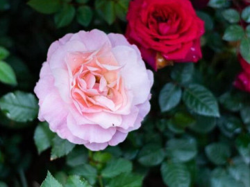 Quan hệ thân đến mấy cũng đừng dễ dàng nhận 3 loại quà tặng này: Đây không phải mê tín