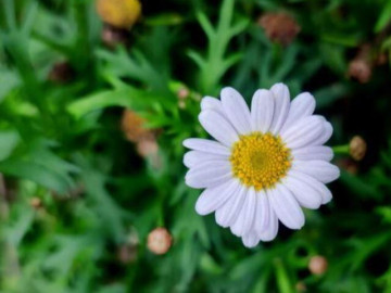 Cuộc đời này, người thân thiết nhất với ta chỉ có một