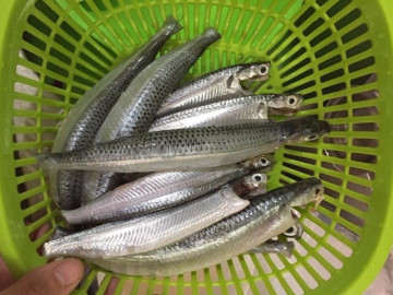 Loài cá có tên nghe đã hờn cả thế giới là đặc sản Phan Thiết quý hơn vàng, ngư dân bắt được là ăn luôn chứ không bán