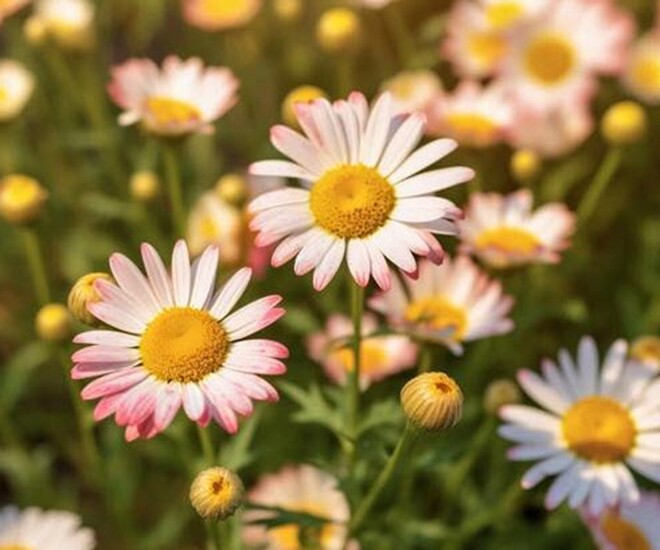 “4 không làm” người thực sự khôn ngoan luôn nhớ: Càng không làm, phúc khí càng sâu dày 1 “4 không làm” người thực sự khôn ngoan luôn nhớ: Càng không làm, phúc khí càng sâu dày - 1