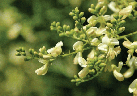 Cây phong thuỷ, cây lựu