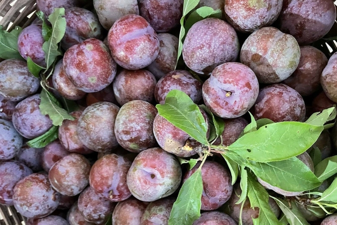 Mận giàu chất xơ và chất chống oxy hóa. Ảnh: Anh Chi