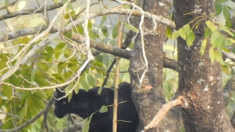 Báo đen lộ diện dưới chân núi Himalaya, phát hiện gây sửng sốt giới khoa học- Ảnh 1.