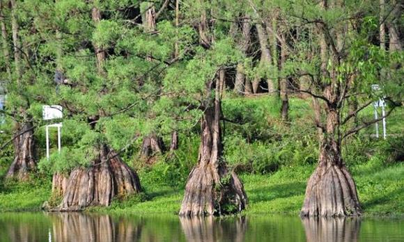 cây thông nước, thủy tùng, “Báu vật” quý hiếm bậc nhất thế giới