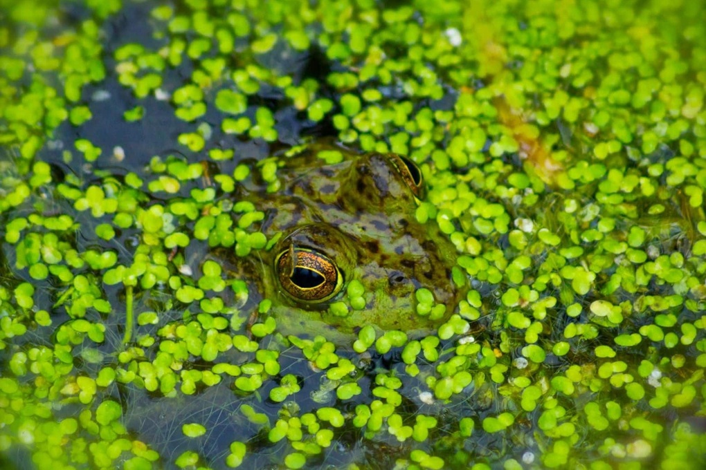 Bèo tấm được ví như siêu thực phẩm mới của thế kỷ 21 - 1
