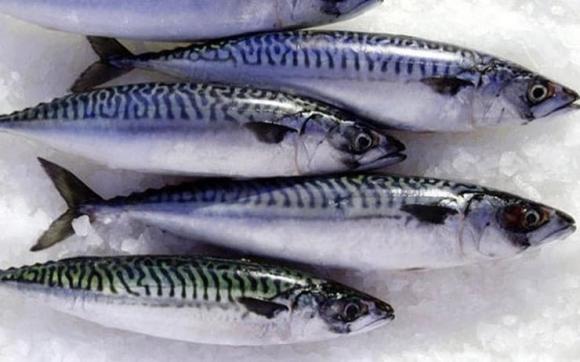 Loại cá chứa omega 3, cá hồi