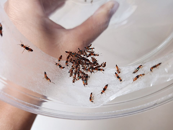 Cả nhà ngứa rát vì… kiến ba khoang, côn trùng dịp giao mùa- Ảnh 1.