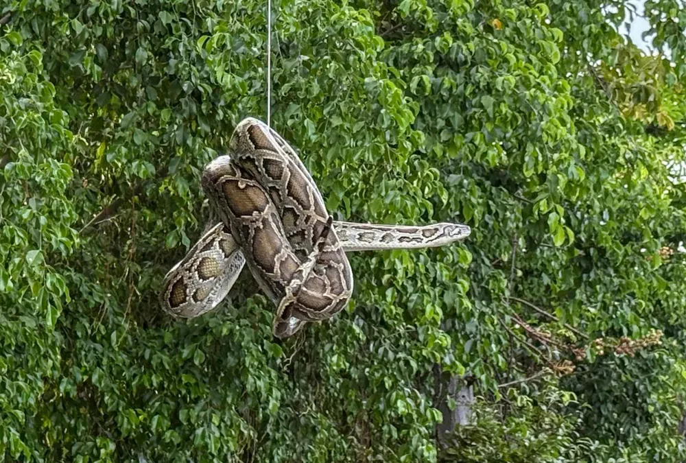 Trăn xuất hiện trước Bến tàu du lịch Nha Trang, hôm 17-10. Ảnh: XUÂN HOÁT động vật rừng.jpg