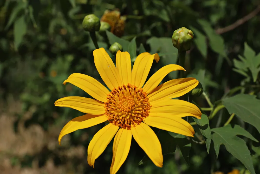 Hoa dã quỳ sắp nhuộm vàng cao nguyên Lâm Viên