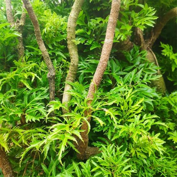 đinh lăng, trồng cây đinh lăng, đinh lăng trồng trước nhà, phong thủy