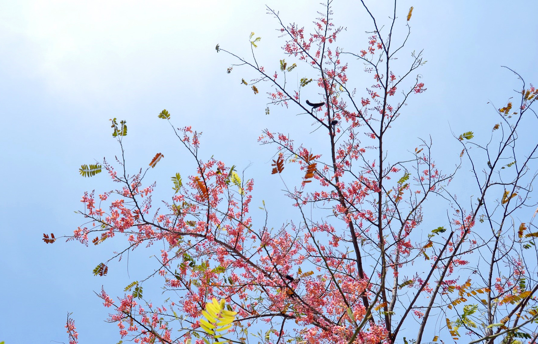 - Ảnh 3. - Ảnh 3.