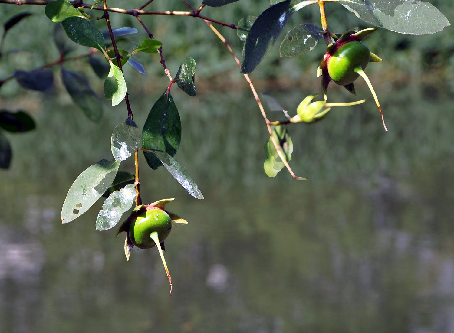 Cây lạ giữa phố: Gọi nhớ miền quê 1 Cây lạ giữa phố: Gọi nhớ miền quê - Ảnh 2.