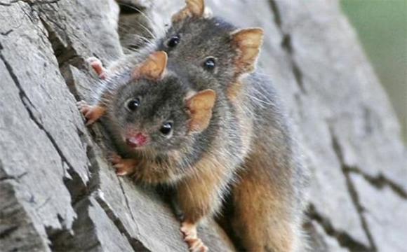chuột Antechinus, giao phối, thế giới động vật