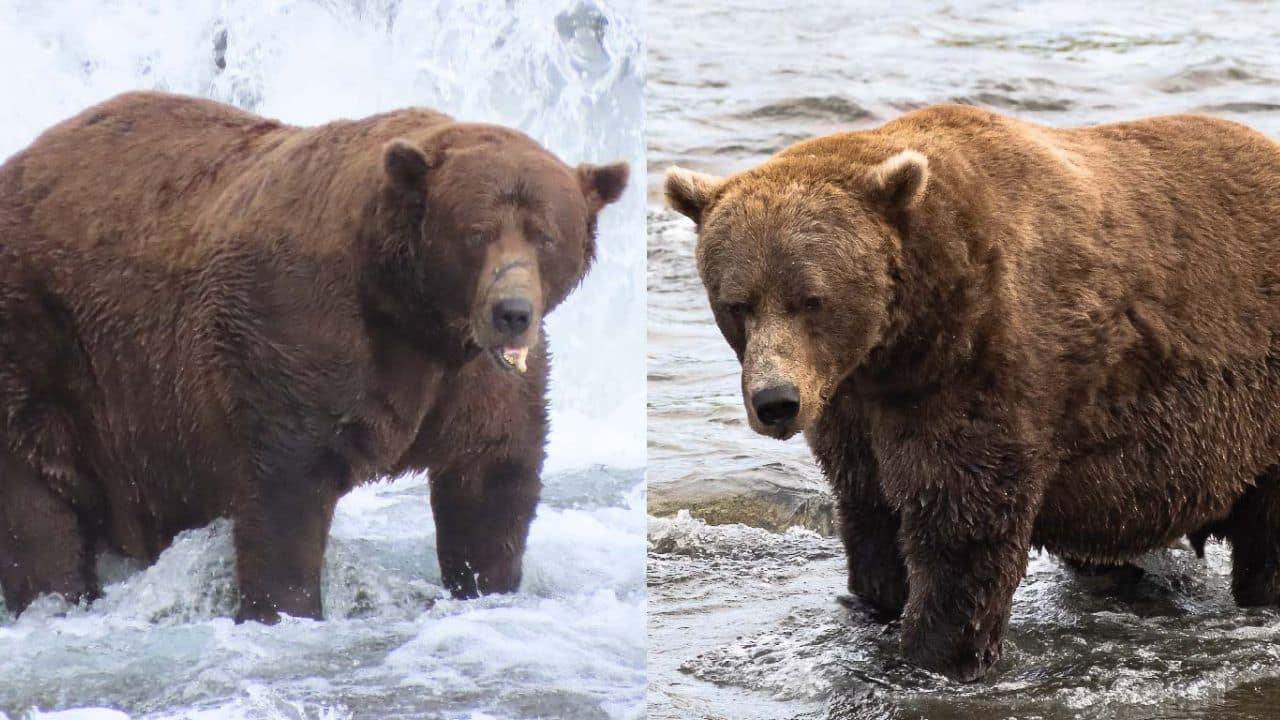 Chú gấu mặt sẹo vừa đoạt giải 