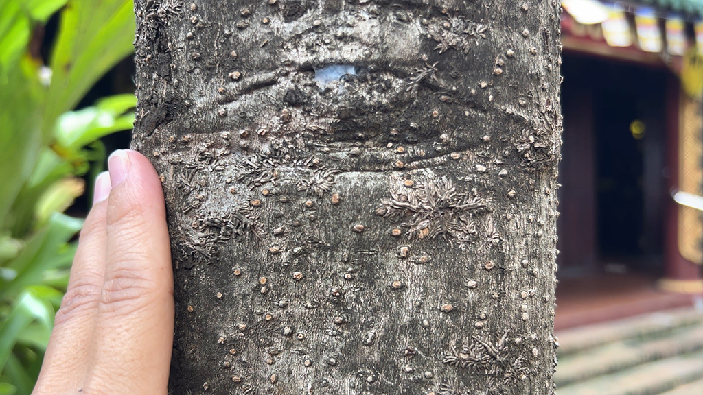 Cội bạch mai cổ thụ trăm tuổi và những câu chuyện Kỳ diệu tại chùa Gò - Ảnh 3.