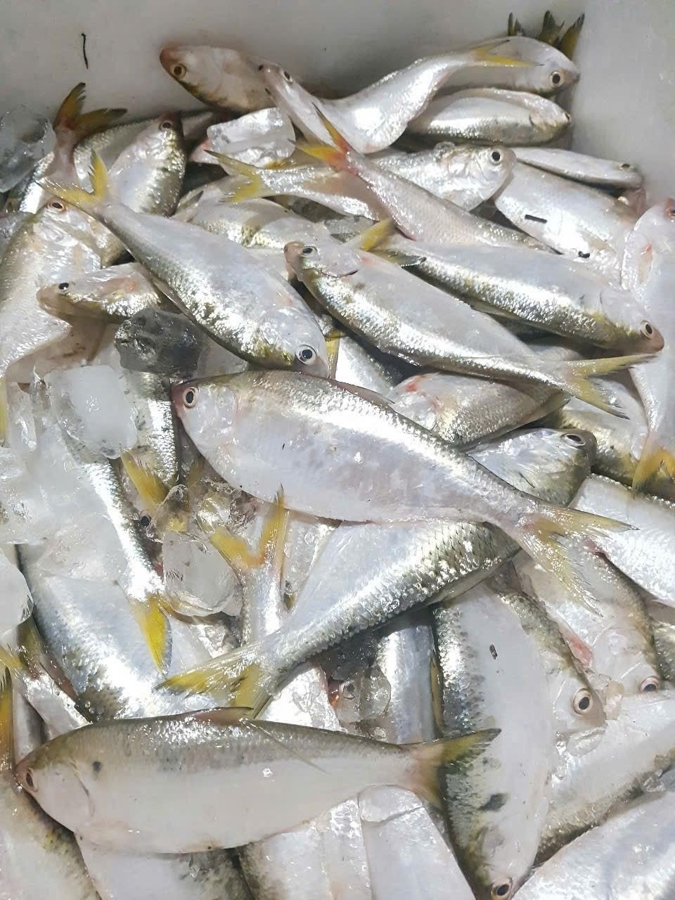 Đặc sản Hải Phòng chế biến nửa ngày, mềm nhừ béo ngậy, hút khách gần xa - 1