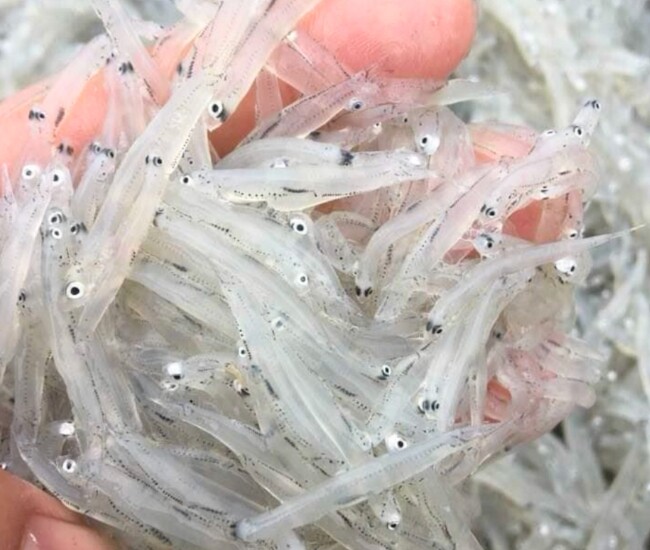 Cá ngần sông Đà – loài cá nhỏ bé, thân trong veo như sợi thủy tinh, không xương cứng, ăn vào tan ngay trong miệng. Mỗi năm chỉ xuất hiện ngắn ngủi vài tháng, cá ngần vừa quý hiếm vừa thơm ngọt, trở thành đặc sản khiến thực khách khắp nơi săn lùng.