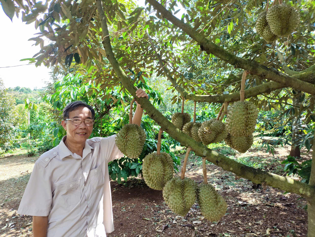 Đại nông trại sầu riêng Krông Pắc áp dụng công nghệ hiện đại trong sản xuất - Ảnh 1.
