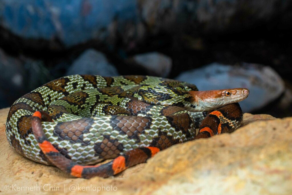 Loài rắn to lớn như trăn ở Việt Nam: Dài tới hơn 2 mét, hàng chục năm khảo sát chỉ gặp được vài cá thể- Ảnh 1.