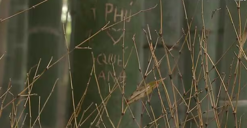 Dân mạng bức xúc trước dòng chữ tiếng Việt khắc trong rừng tre Nhật Bản  - Ảnh 2.