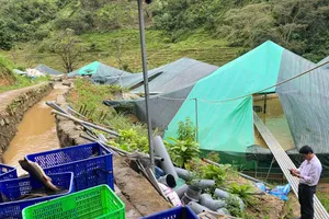 Trại cá tầm 70 tấn ở Quảng Ngãi chết la liệt, người dân trắng tay