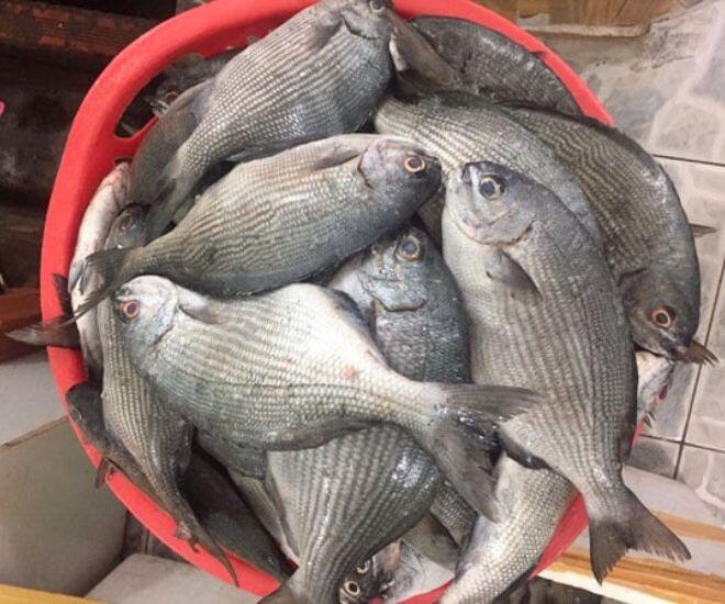 Đảo Lý Sơn có loài cá “thoắt ẩn thoắt hiện” mang cái tên nghe amp;#34;rợn tóc gáyamp;#34; cực khó săn, có tiền chưa chắc mua được - 1