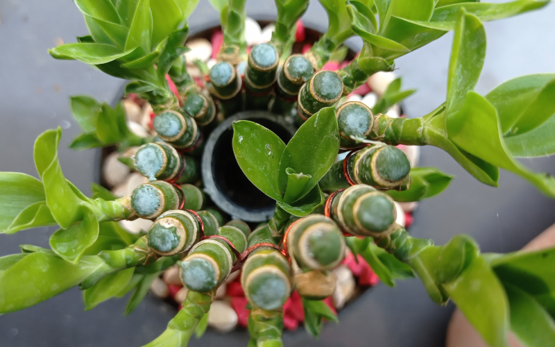 Đặt cây gì ở "tài vị" cho hút lộc? 5 loài cây dễ chăm, đẹp nhà, tiền về đều đặn- Ảnh 1.