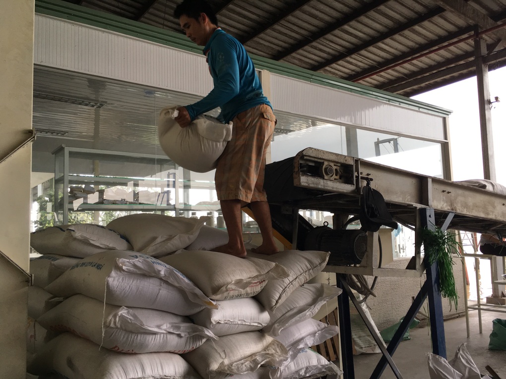 Doanh nghiệp gạo kẹt vốn, nông dân lo thua lỗ vì giá lúa giảm sâu - 1