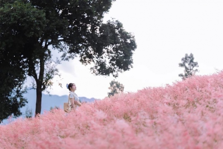 Đồi cỏ hồng Mộc Châu mơ màng tựa giấc mộng cổ tích - 1