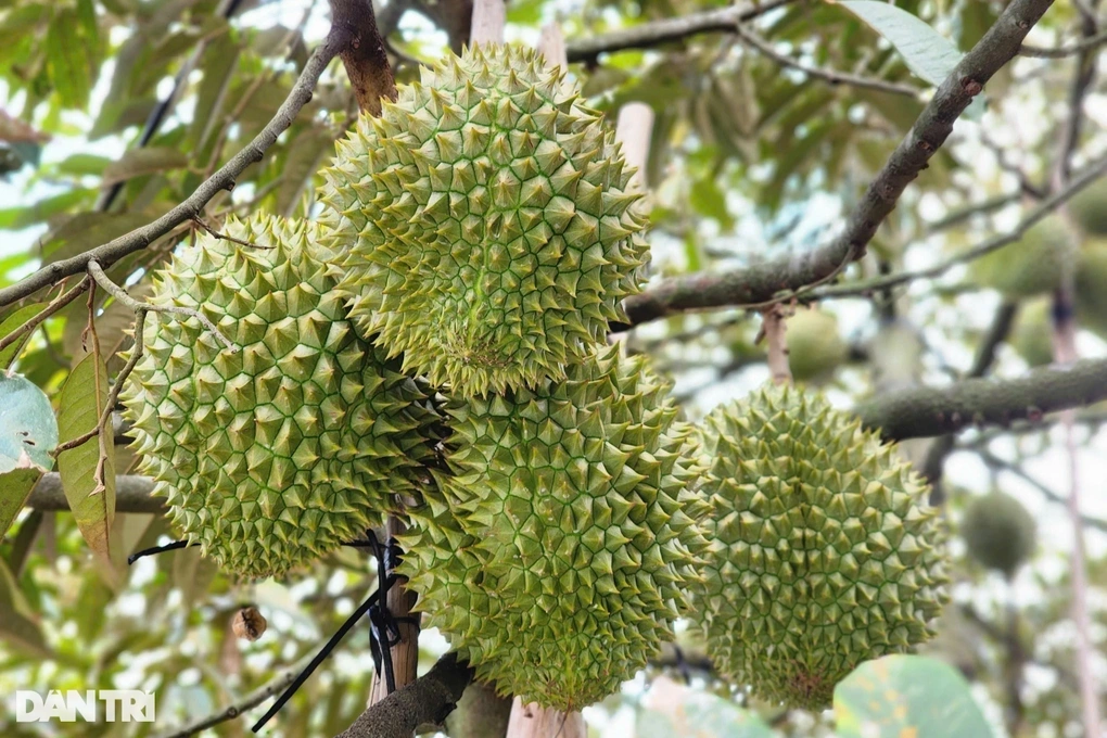 Gần 2.000 container sầu riêng ùn ứ: Phó Thủ tướng yêu cầu làm rõ - 1