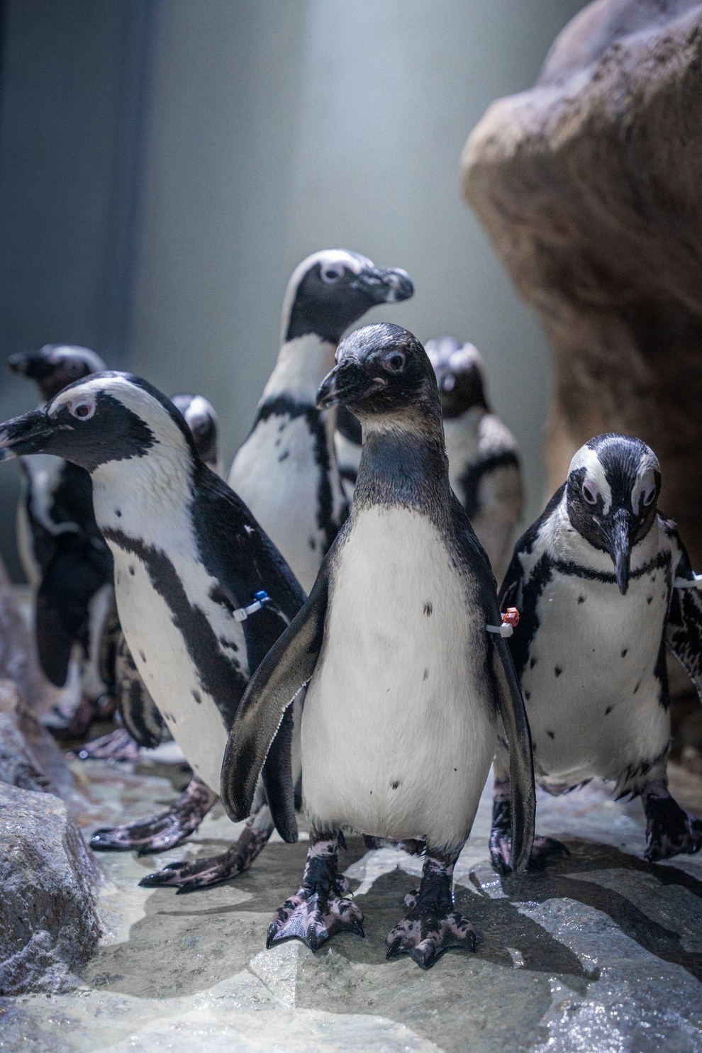 Gặp gỡ 16 chú chim cánh cụt châu Phi tại Thủy cung Lotte World Hà Nội - 2