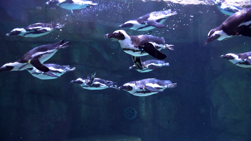 Gặp gỡ 16 chú chim cánh cụt châu Phi tại Thủy cung Lotte World Hà Nội - 1