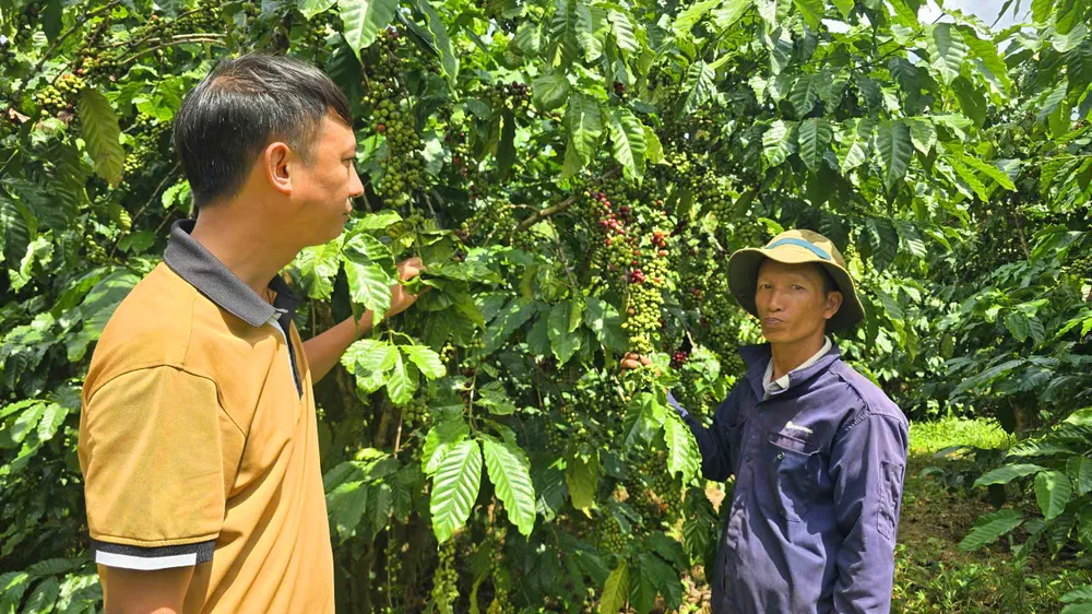 Giá cà phê lên cao, nông dân canh cánh nỗi lo mất trộm