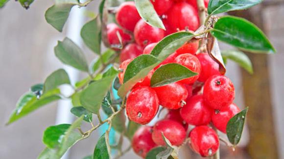 Cây nhót, giá bán cây nhót