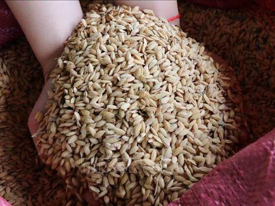 amp;#34;Hạt ngọc trờiamp;#34; là đặc sản của người Bahnar, mất hơn tám tháng mới được thu hoạch, trải qua ba lần mưa nắng lớn nhất trong năm - 1