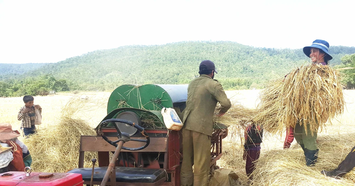 amp;#34;Hạt ngọc trờiamp;#34; là đặc sản của người Bahnar, mất hơn tám tháng mới được thu hoạch, trải qua ba lần mưa nắng lớn nhất trong năm - 2