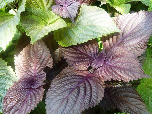 Hết hồn vì rụng tóc, ai ngờ 1 loại lá trong vườn lại là cứu tinh chống rụng tóc, kích thích nhanh mọc tóc con- Ảnh 1. Hết hồn vì rụng tóc, ai ngờ 1 loại lá trong vườn lại là cứu tinh chống rụng tóc, kích thích nhanh mọc tóc con- Ảnh 1.