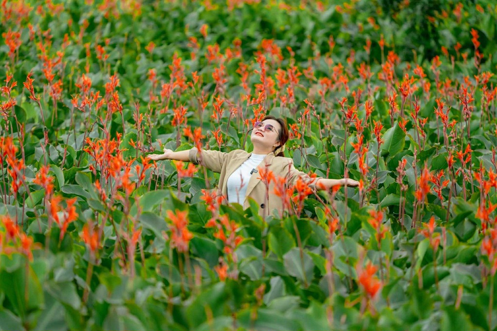 Hoa dong riềng nở rộ trên núi lửa triệu năm, hút khách đến Gia Lai check-in - 1