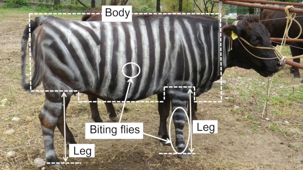 Ig Nobel 2025 gọi tên nghiên cứu ‘hóa trang’ bò thành ngựa vằn, pizza cho thằn lằn- Ảnh 1.