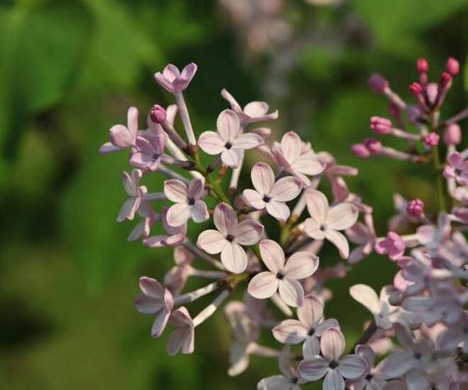 Khả năng tuyệt vời nhất của người phụ nữ gói gọn trong 1 chữ này - 1